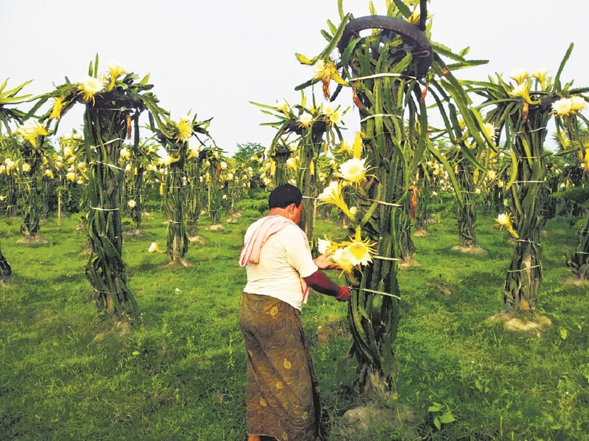 Purnia news :किसानों के सपनों को पंख लगा रही ड्रैगनफ्रूट की खेती