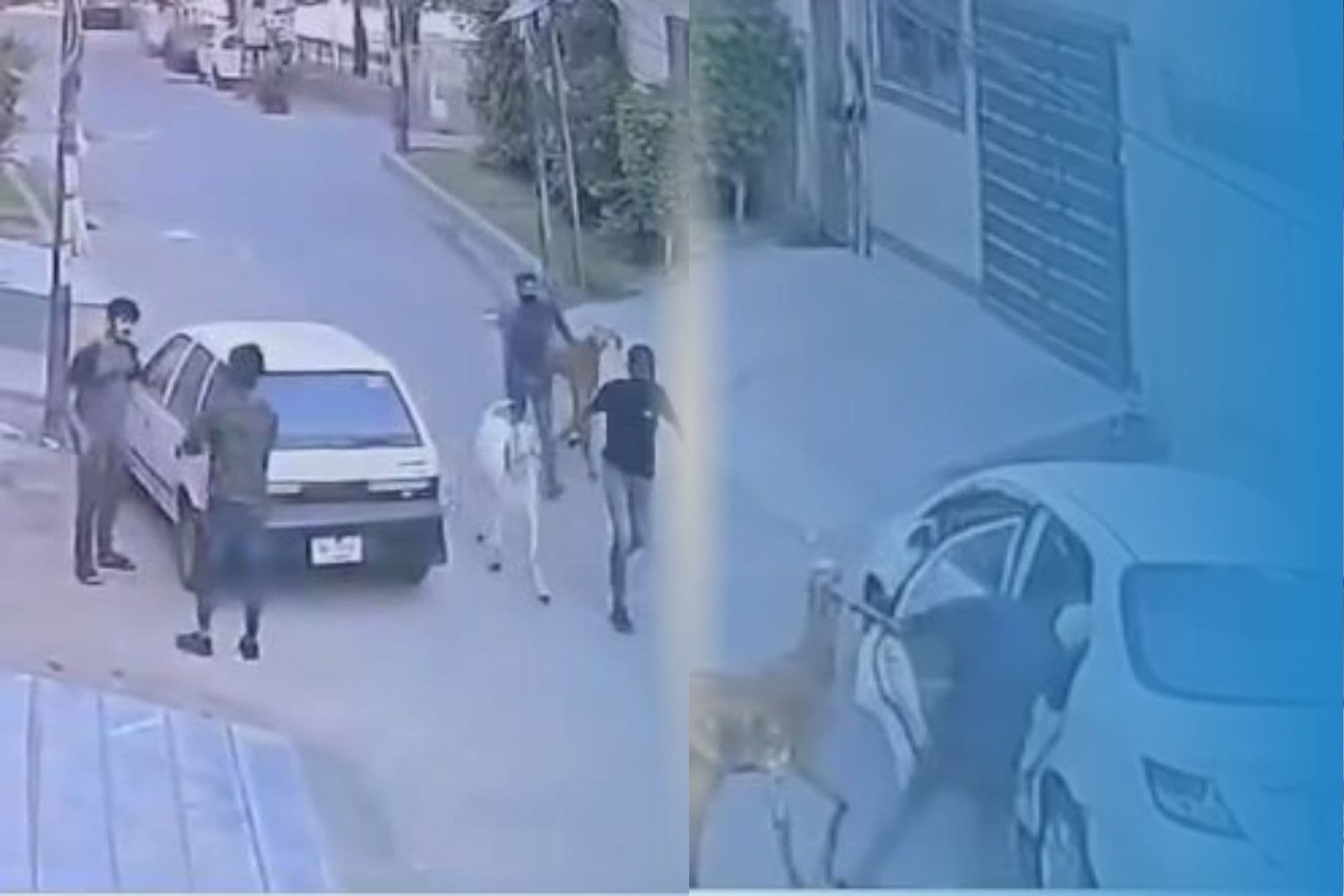 Viral Video: पाकिस्तान में डकैती के बकरे से बकरीद में होगी कुर्बानी, वीडियो वायरल