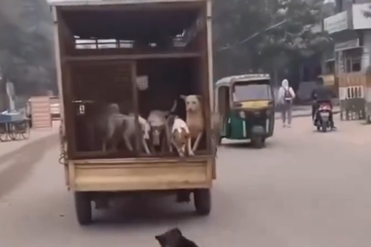 Viral Video: इन आवारा कुत्तों को आजाद कर सही किया या गलत?