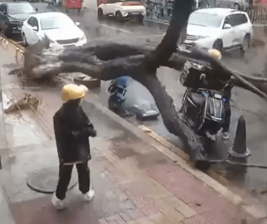 जाको राखे साईयां…जब बारिश में पेड़ गिरा और बाल-बाल बचे दो डेलिवरी ब्वॉय