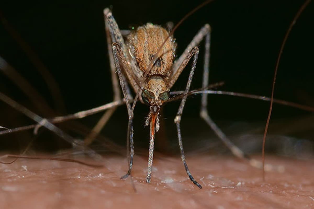 West Nile Fever: वेस्ट नाइल फीवर क्या है? डॉक्टर से जानिए इसके लक्षण और भारत में वेस्ट नाइल बुखार का पता कब चला था?