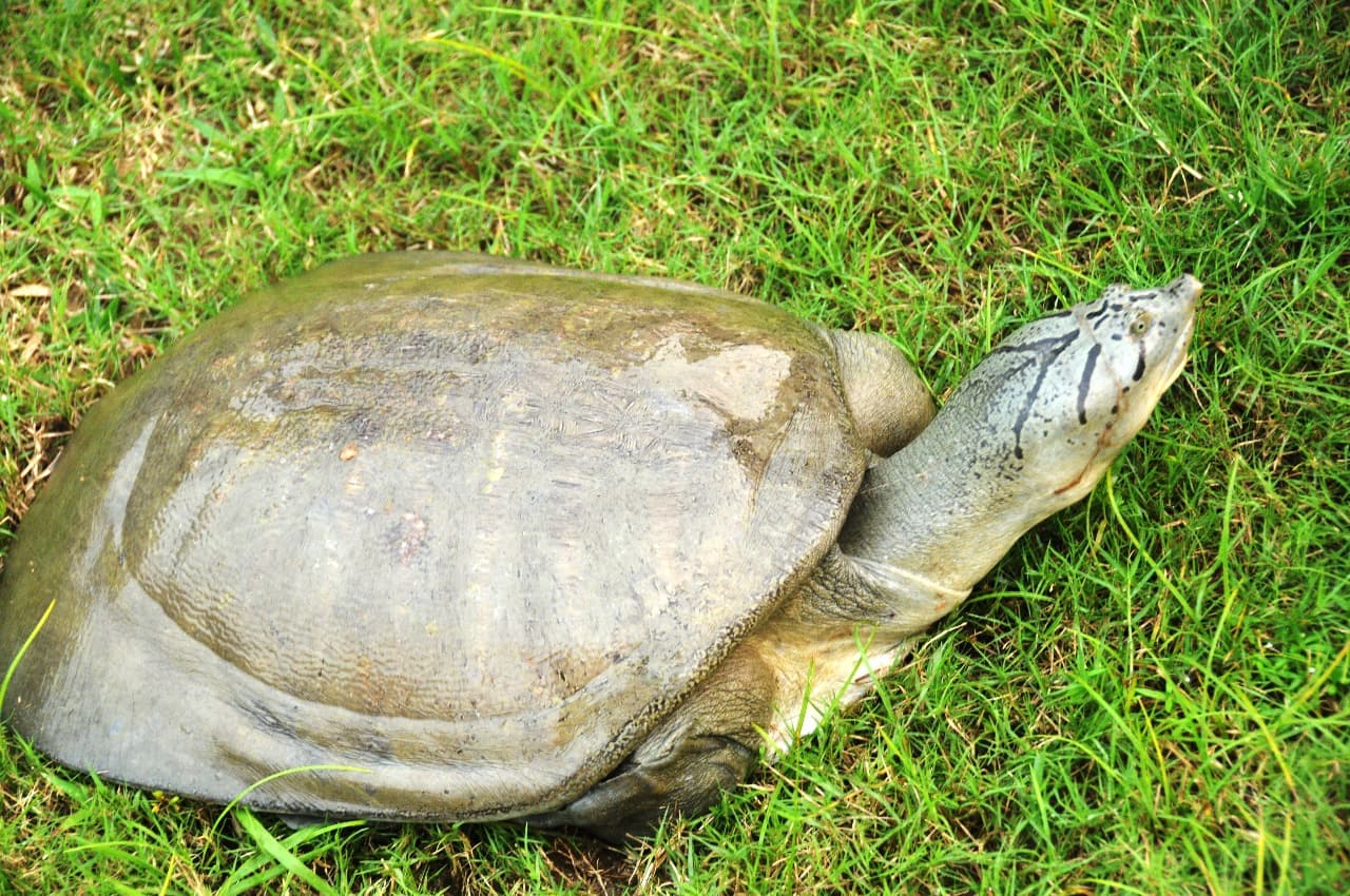 World Turtle Day : खतरे में कछुओं की लाइफ, पटना में टर्टल पर न होता है कोई शोध, न होती है इनकी देखभाल