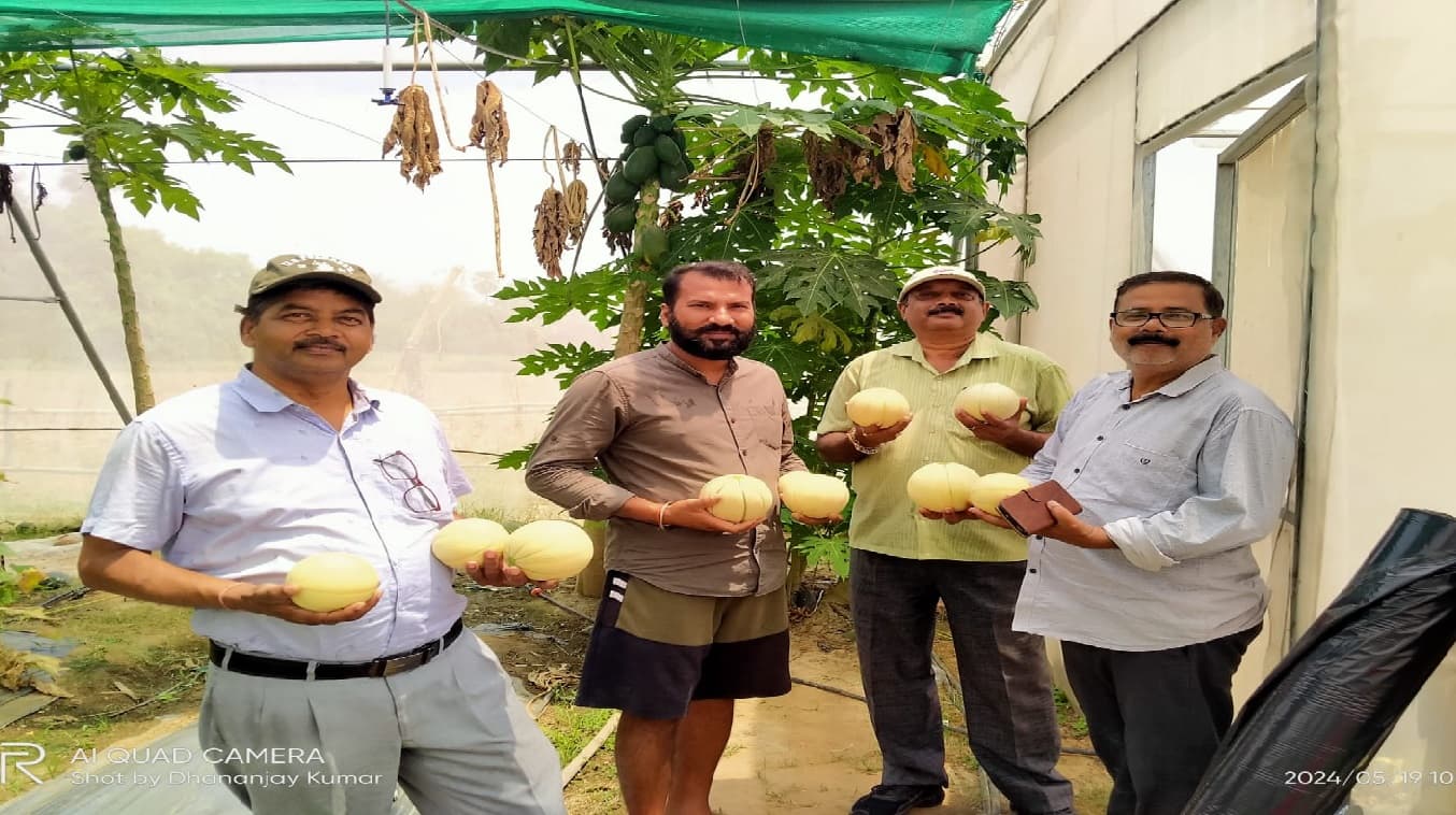अंग प्रदेश में पहली बार हैंगिंग विधि से शुरू हुई विदेशी खरबूजे की खेती, जानिए कीमत