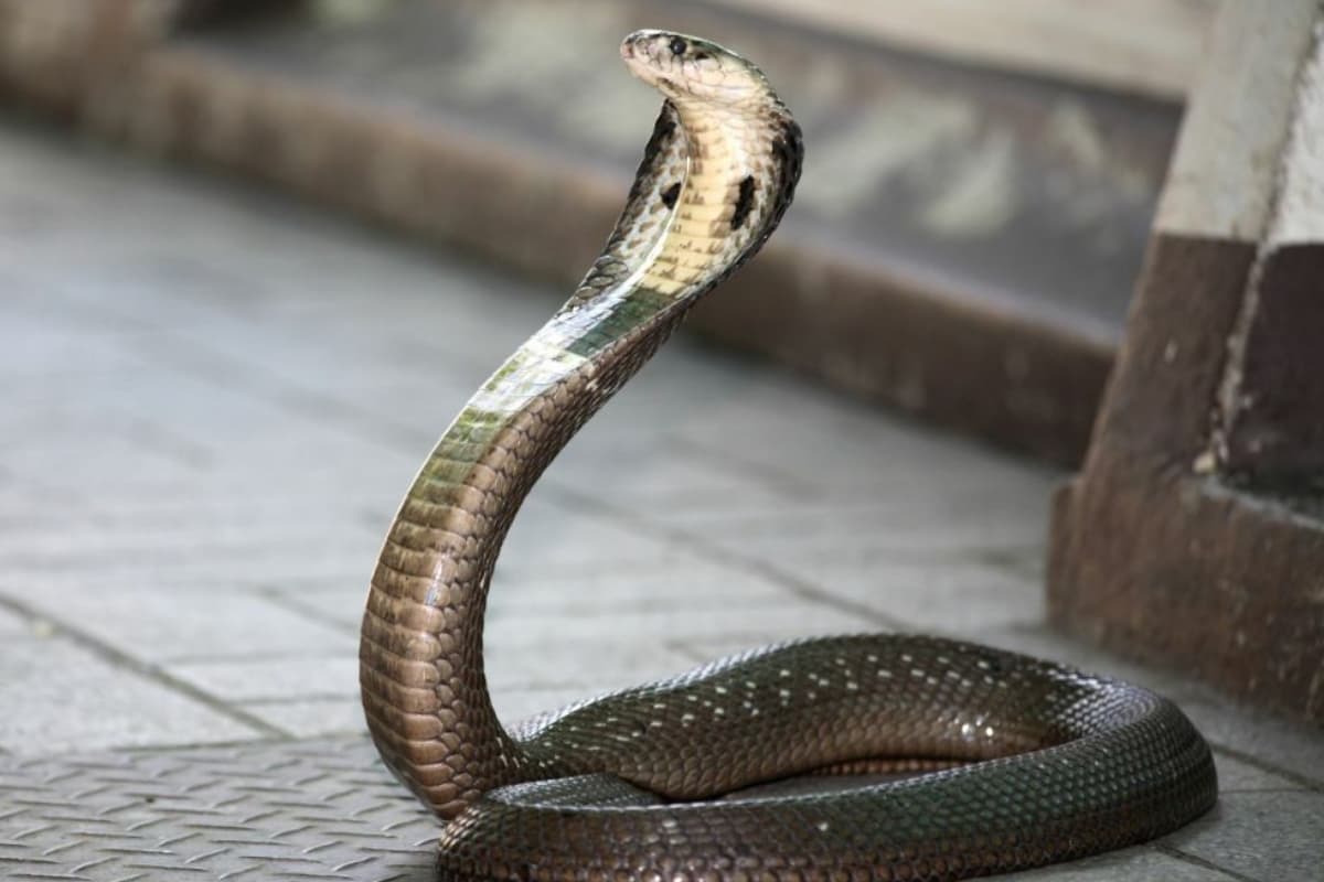 इस Cobra की फुफकार ने किया सबको चित, इतना लंबा नाग पहले कभी नहीं दिखा