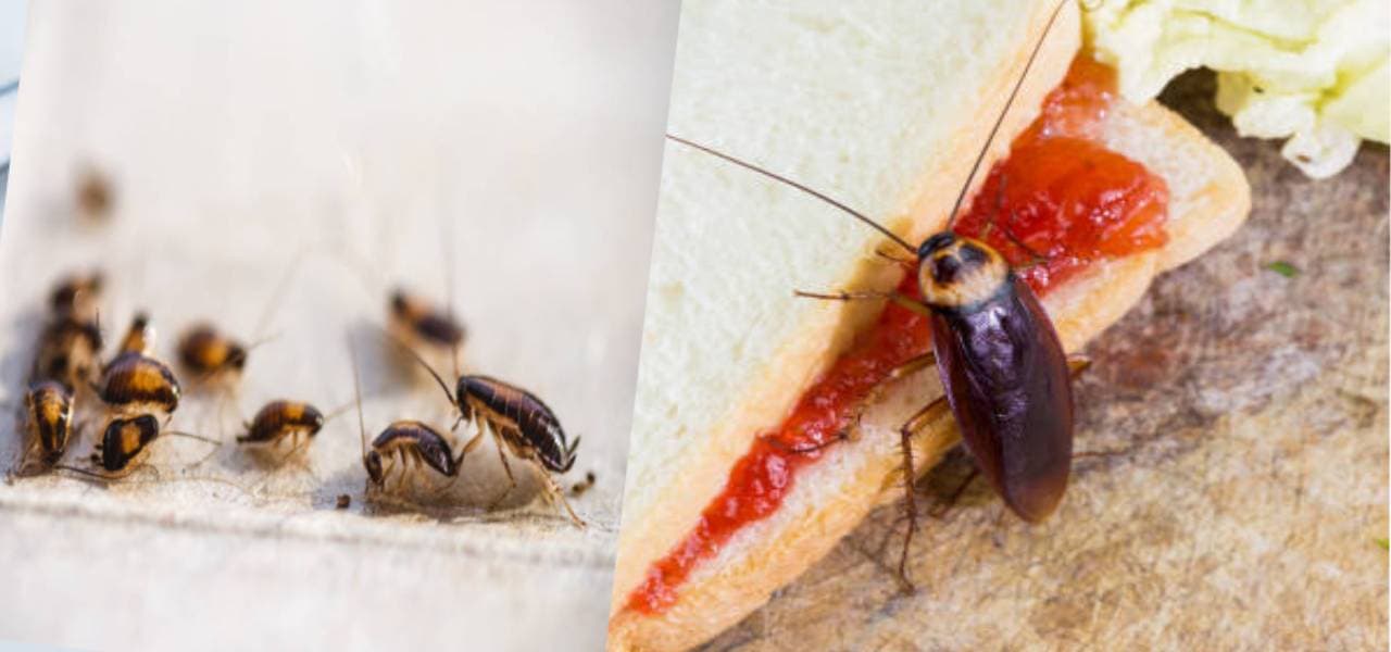 cockroaches in kitchen