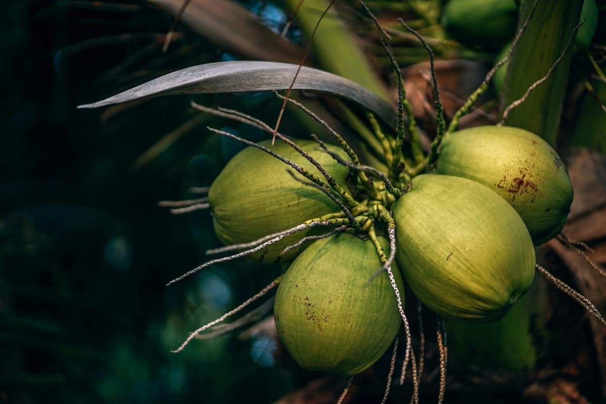 Coconut Water: किन लोगों को नारियल का पानी पीने से बचना चाहिए?