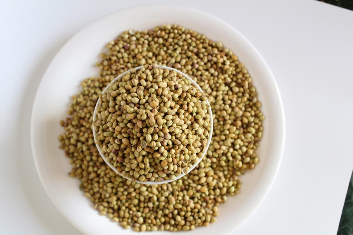Coriander Seed Water Benefits: जानिए धनिया का पानी पीने से क्या लाभ होता है