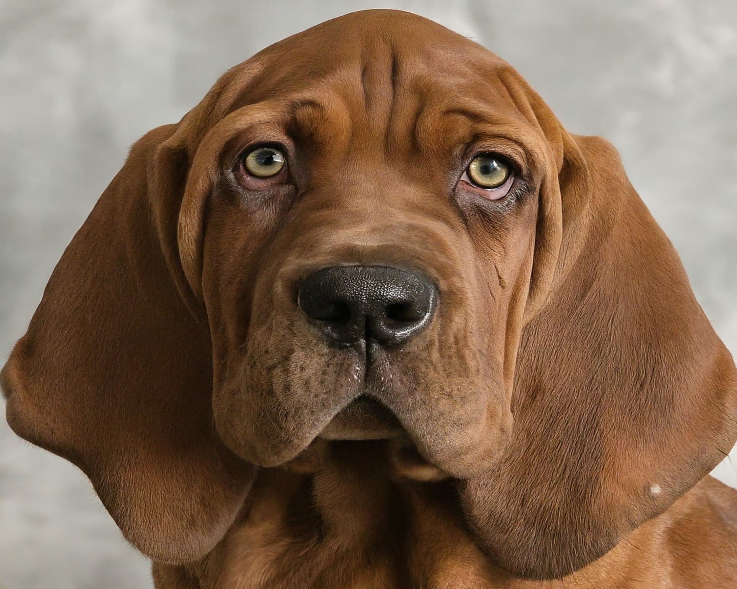 Pet Care Tips: आपके डॉग का मिलनसार होना हानिकारक, जानें क्यों