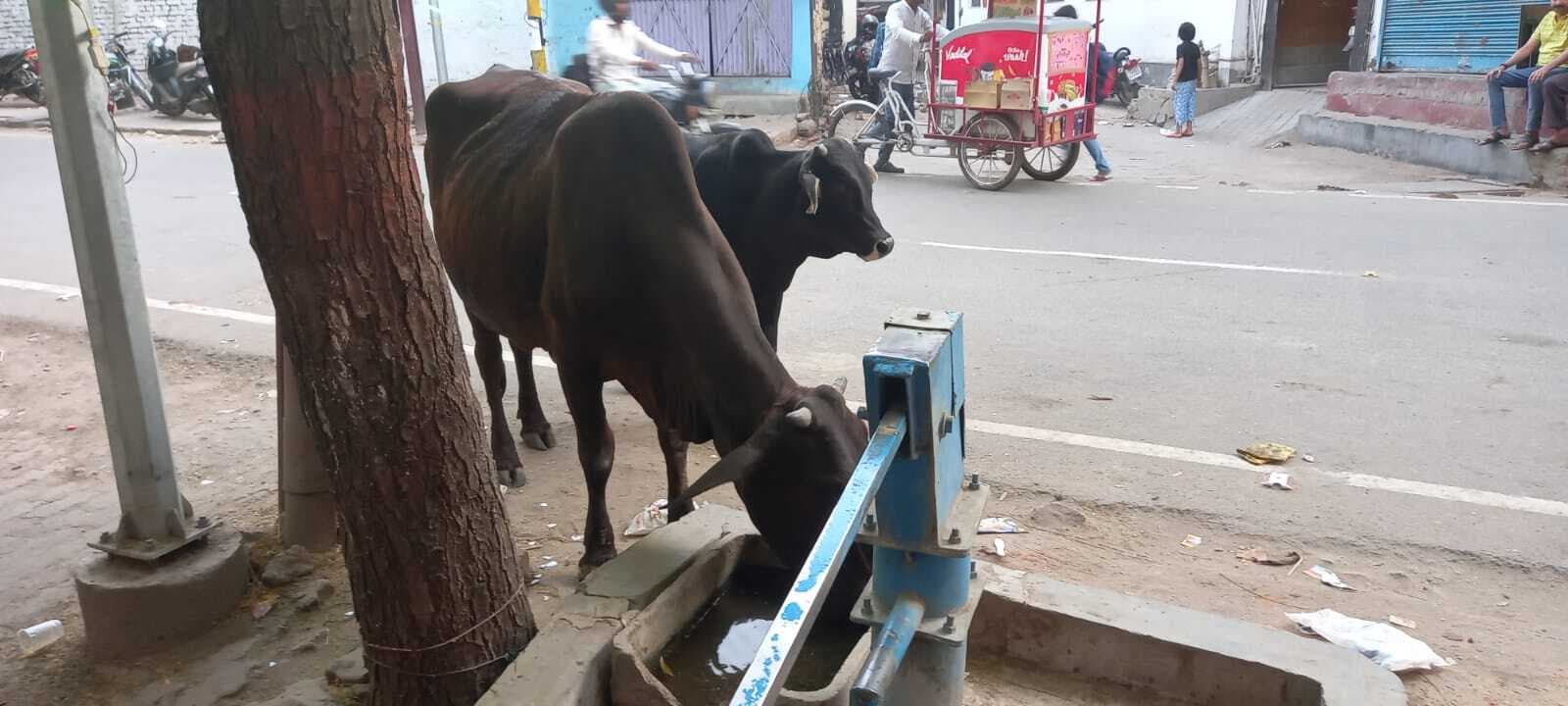 गया में कम नहीं हुई तपिश, वृद्ध महिला की मौत, लू लगने की आशंका