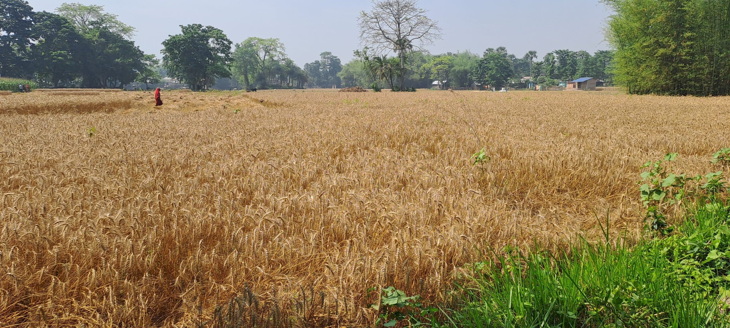 गेहूं अधिप्राप्ति: कटिहार में डेढ़ माह बाद भी रफ्तार नहीं पकड़ सकी एमएसपी पर गेहूं खरीद प्रक्रिया