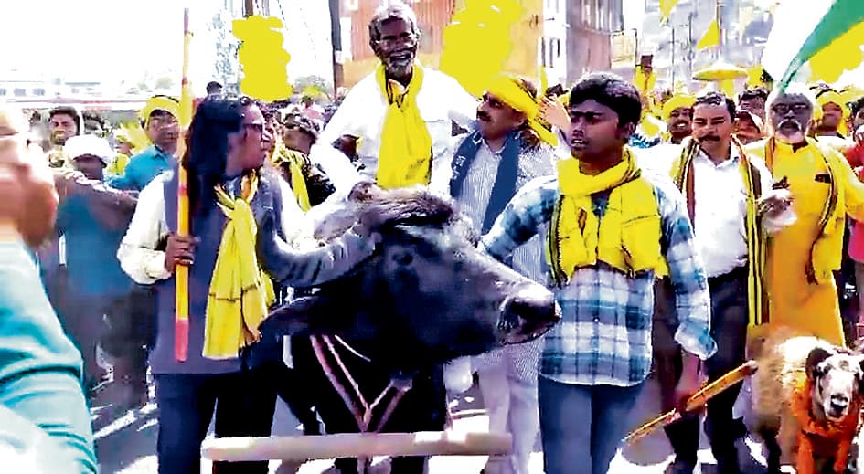 भैंसा पर सवार होकर नामांकन पत्र जमा करने पहुंचे अजीत