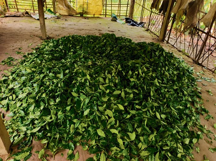 बढ़ते तापमान व वर्षा न होने से चाय पत्तियों पर असर