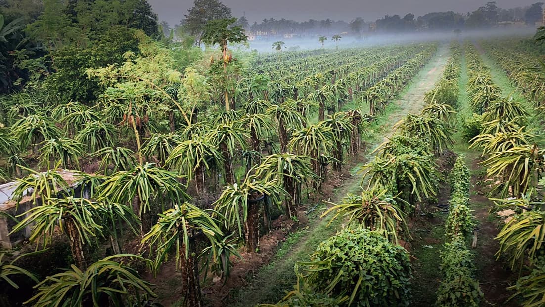 धूप से झुलस रहे  ड्रैगन फ्रूट के पौधे