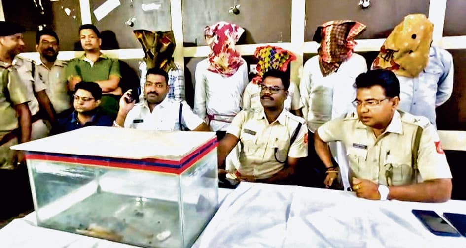 होटल के कमरे से विरल प्रजाति का तक्षक के साथ पांच लोग हुए गिरफ्तार