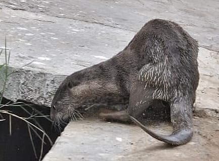 गंगा में एक साथ दिखे पांच उदबिलाव, बढ़ रही तादाद