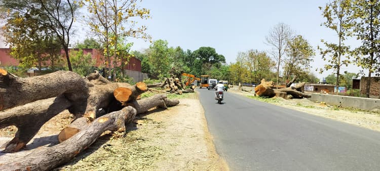 रांची-मुरी मार्ग पर काट डाले गये एक हजार से अधिक पेड़