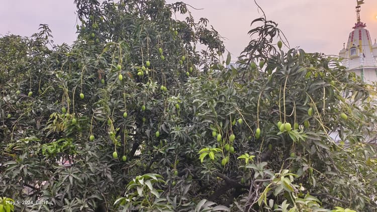 बढ़ता तापमान आम के फल को पहुंचा सकता है नुकसान, किसान चिंतित