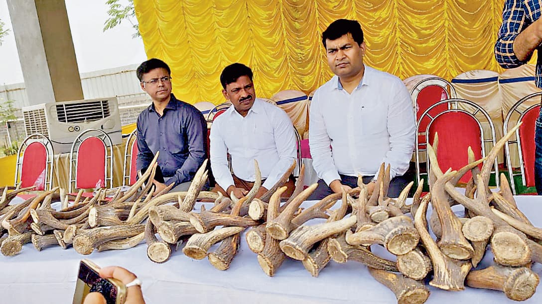 WB News : बांकुड़ा वन विभाग ने हिरणों की 62 सींगों को जला कर किया नष्ट