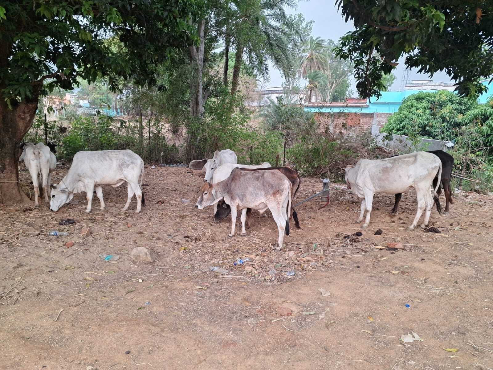 पशु तस्करी की सूचना पर छापेमारी, तीन पिकअप वैन में 25 मवेशी बरामद, नौ लोगों पर मामला दर्ज