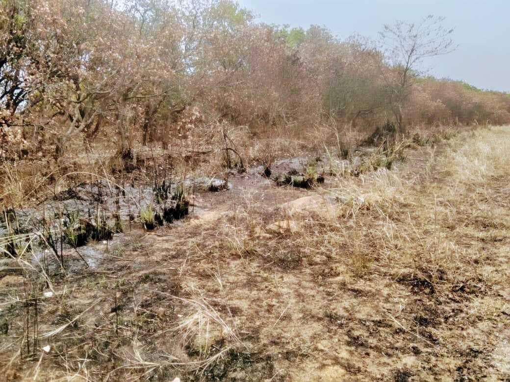 असामाजिक तत्वों ने जलाये सड़क किनारे लगे पौधे