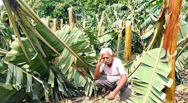 बारिश और आंधी से बर्बाद हो गई केले की खेती, किसानों को लाखों का नुकसान