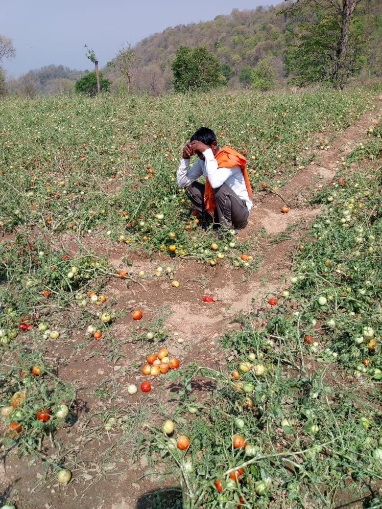 ओला वृष्टि व भारी बारिश से सब्जियाें की खेती बरबाद