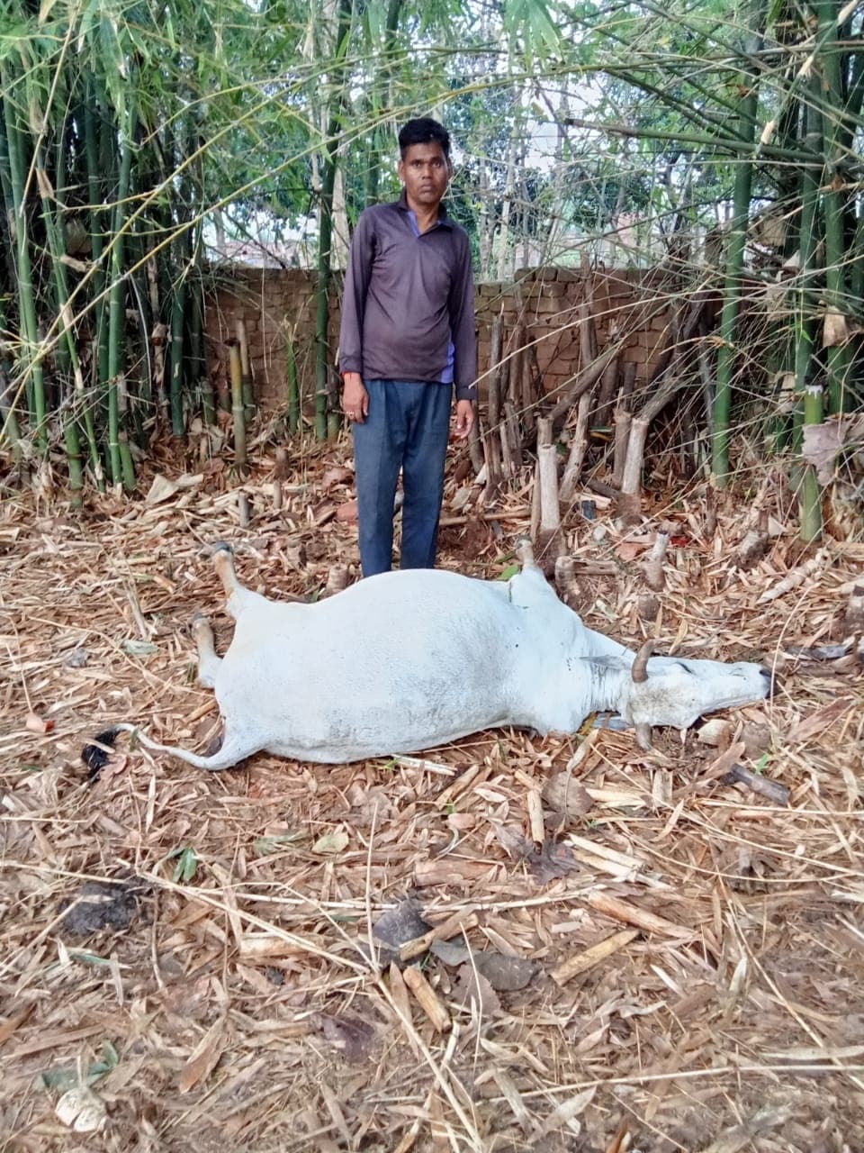 वज्रपात से बैल की मौत