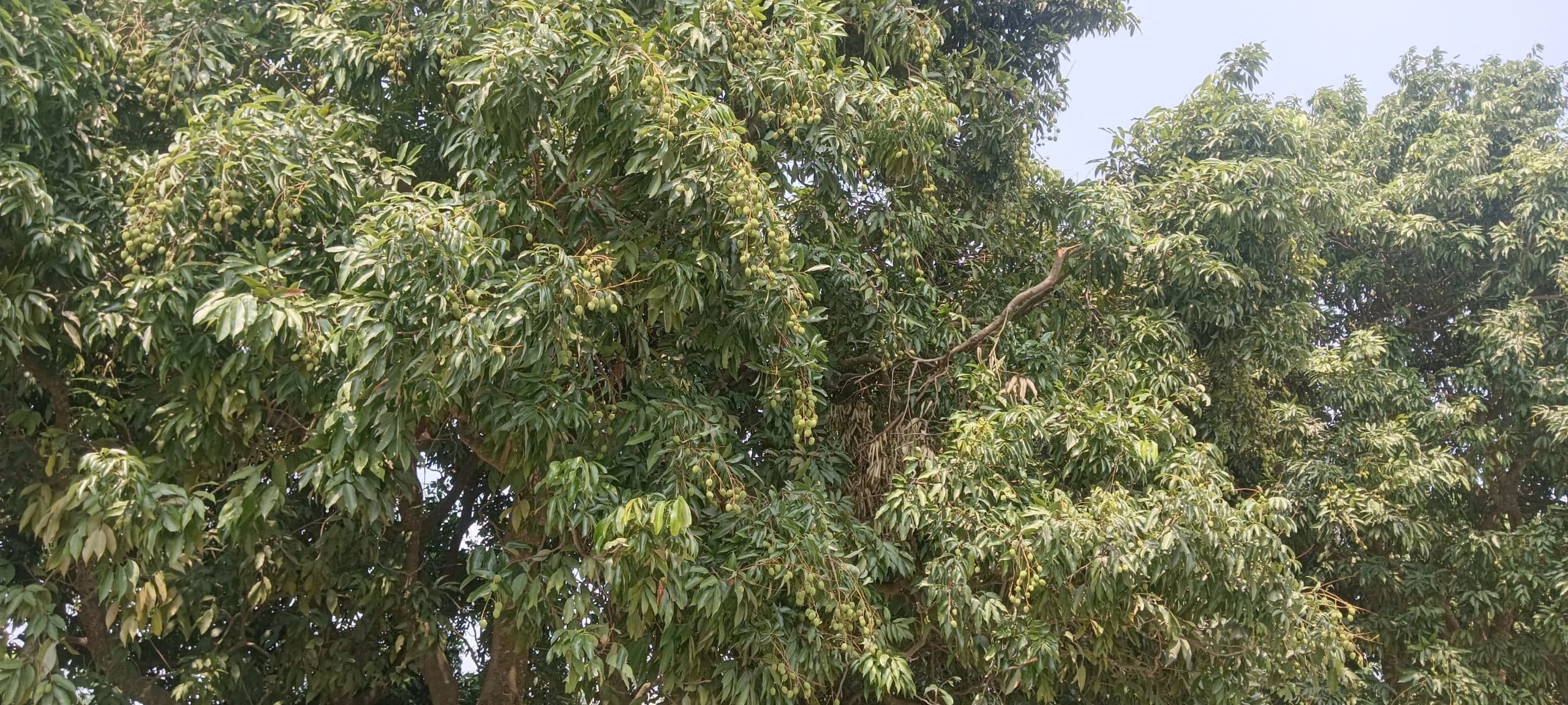 25 मई से बाजार में आयेगी लीची, आने लगी लालिमा