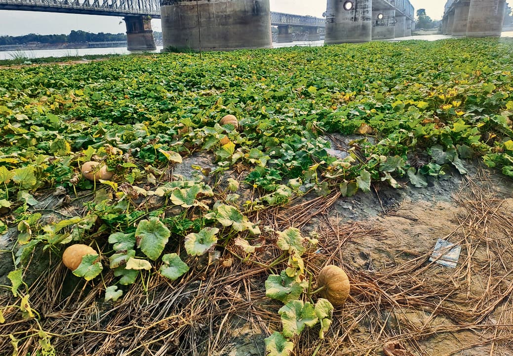 मौसम की मार से गंडक नदी की रेत पर हरियाली बिखेरने वाले किसानों को हुआ नुकसान