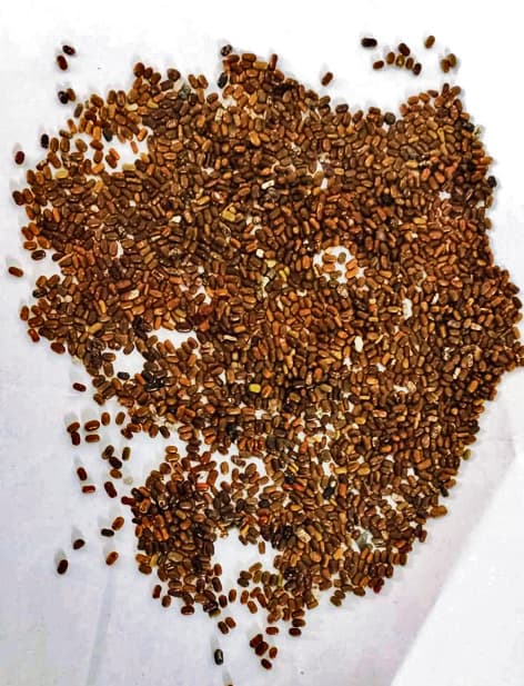 ढैंचे के घटिया बीज वितरण करते देख भड़के किसान, कहा-90 प्रतिशत डैमेज