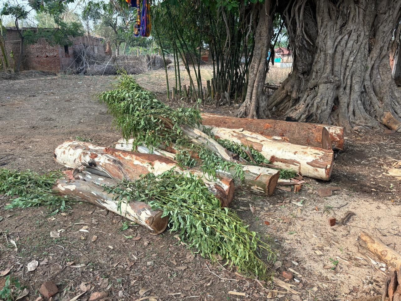 मसलिया क्षेत्र में पेड़ों की कटाई जोरो पर