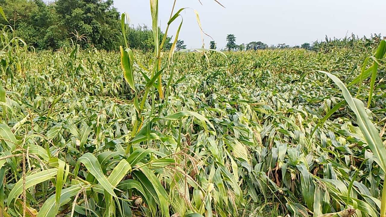 आंधी-बारिश बनी आफत, केले व खड़ी फसलों को भारी नुकसान