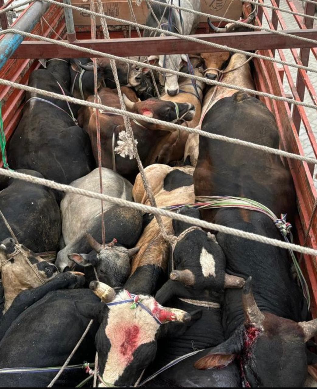 बिहार से बंगाल जा रहा मवेशियों से भरा ट्रक जब्त, दो गिरफ्तार