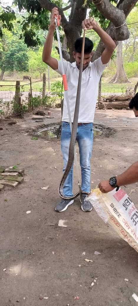 वन सुंदरी सांप को वन कर्मियों के टीम ने किया सफल रेस्क्यू