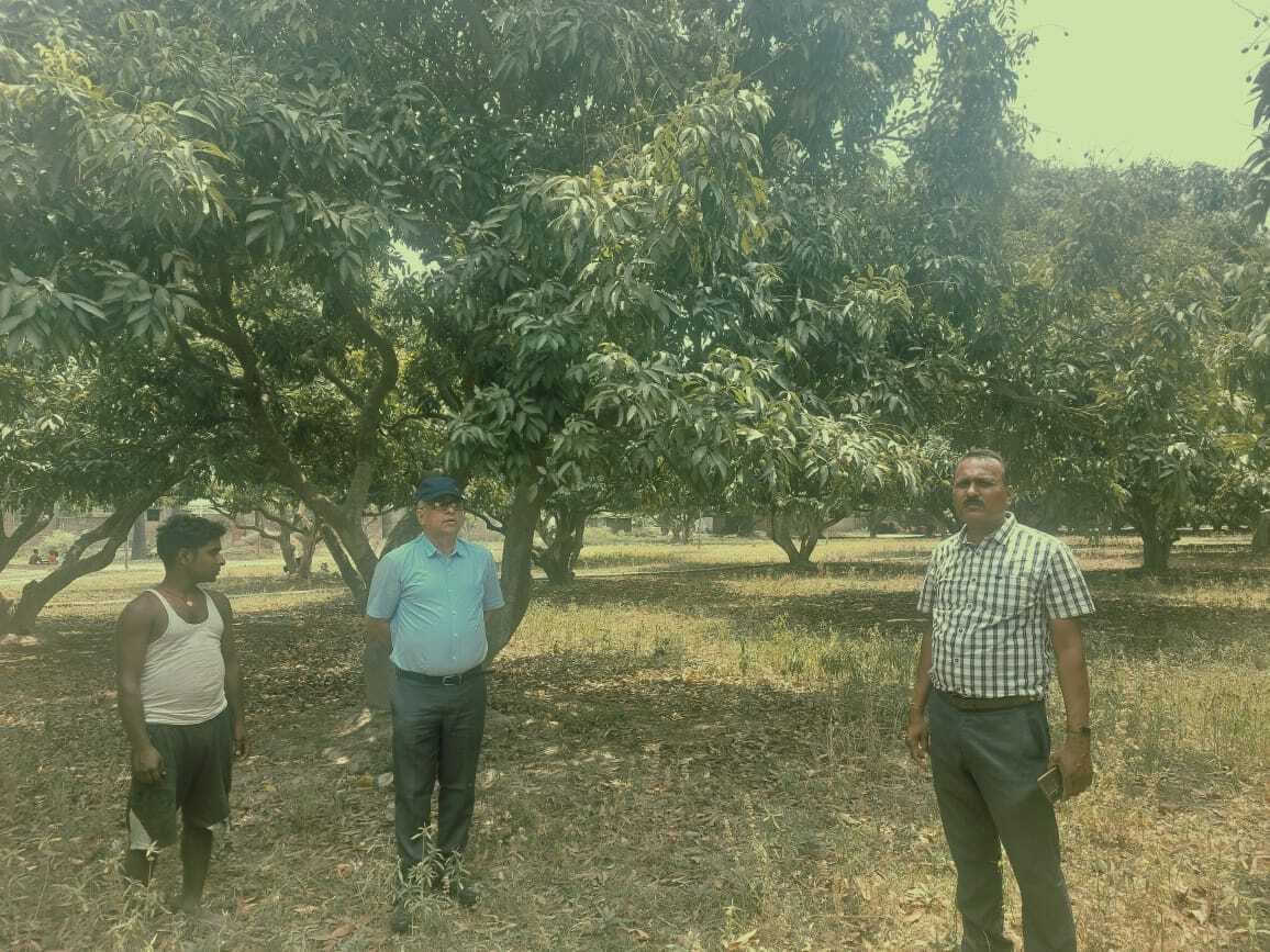 लीची के बाग में बढ़ा स्टिंक बग व लीची माइट कीट ब्याधी का प्रकोप,चकिया में बाग सर्वेक्षण में मिले प्रमाण