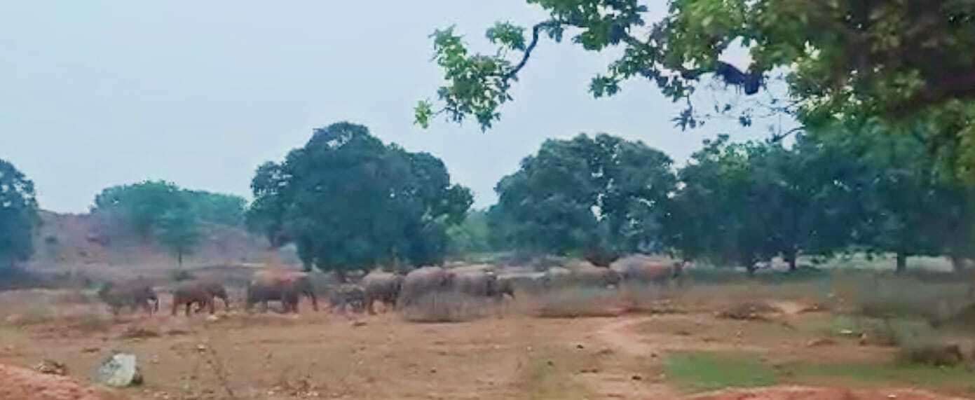 हाथियों ने चिरूवां में आम बगान के 30 पेड़ों को किया बर्बाद