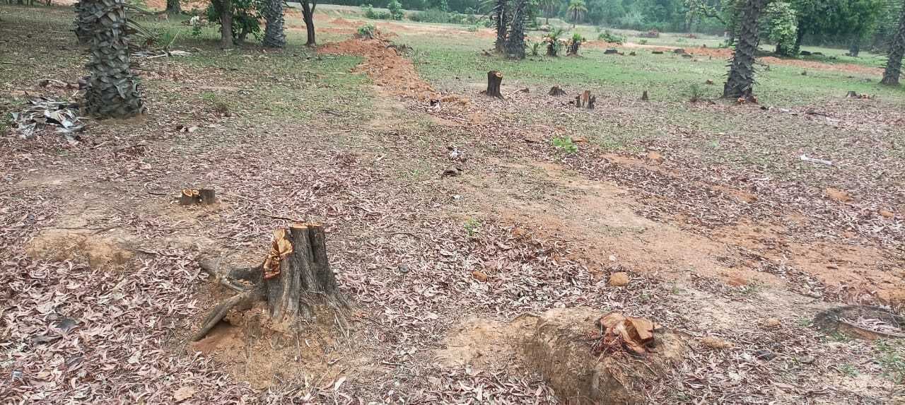 कलाईबाड़ी व आसपास के जंगलों में बेरोकटोक पेड़ों की कटाई जारी