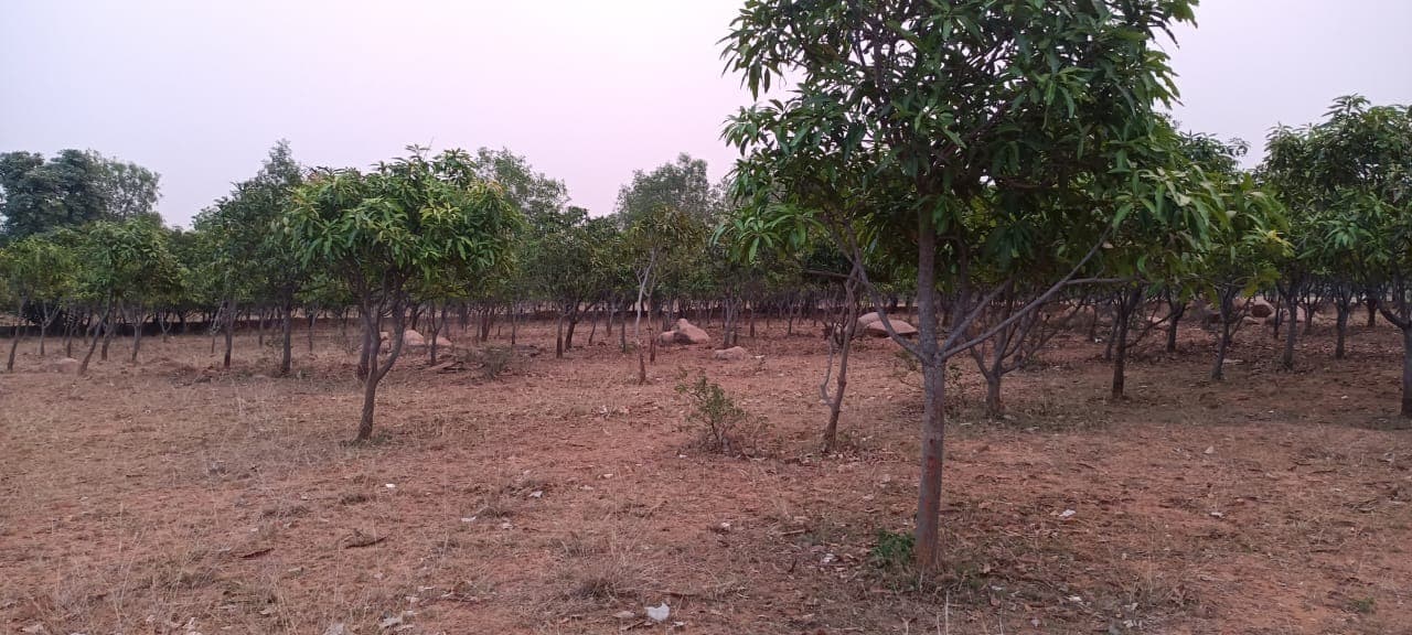 मौसम की मार से आम की खेती पर पड़ा प्रतिकूल असर