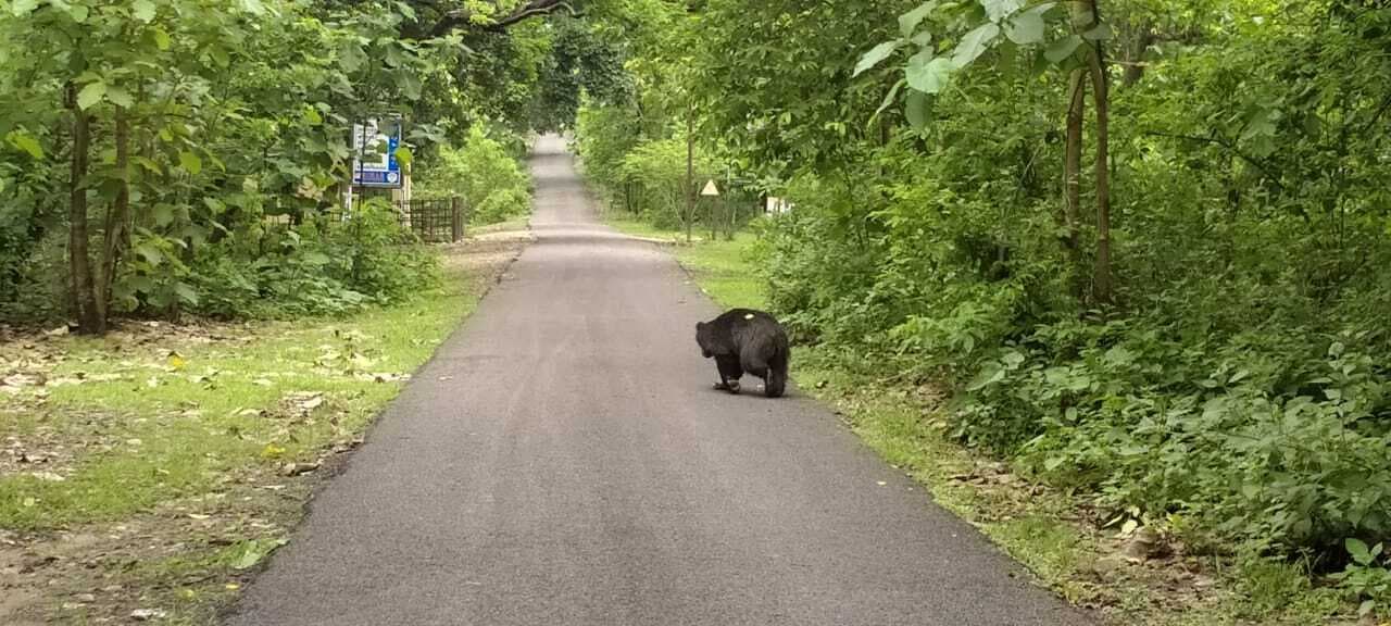 वीटीआर में बढ़ी शाकाहारी समेत मांसाहारी जानवरों की तादाद