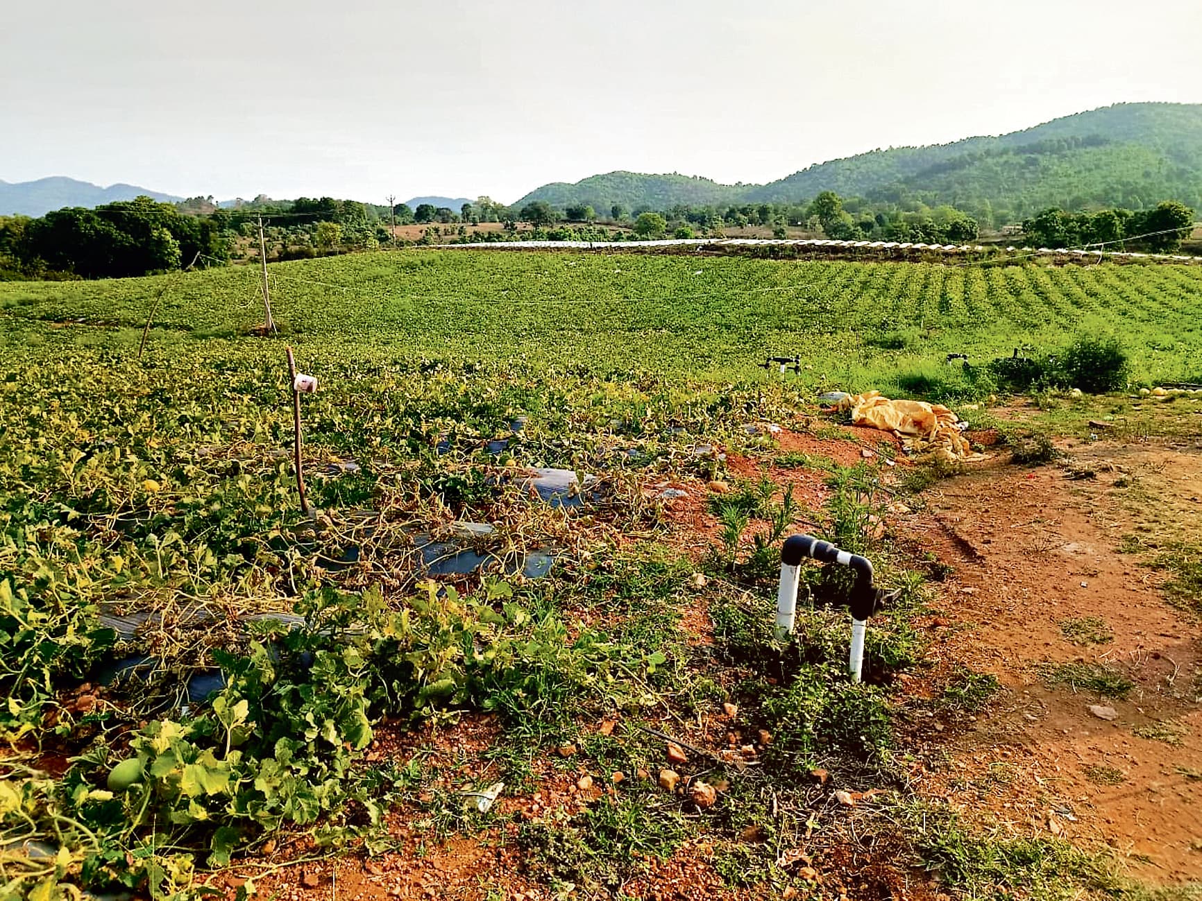 हेंदेगिर के किसानों ने 100 एकड़ बंजर भूमि को किया आबाद