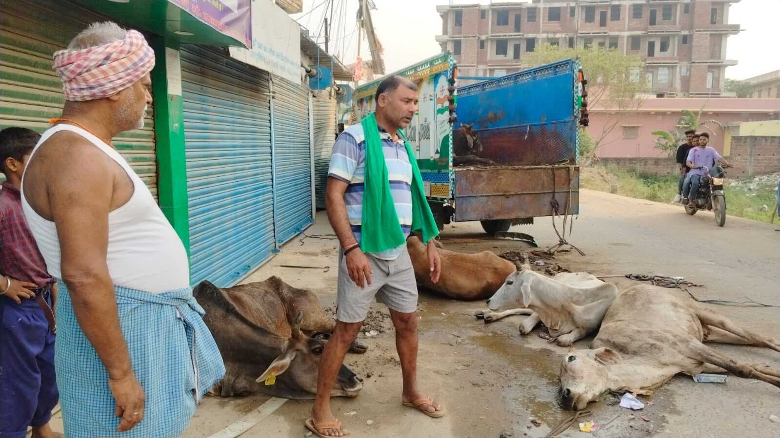 गाय लेकर जा रहा पिकअप मकान से टक्कराया, दो गायों की मौत