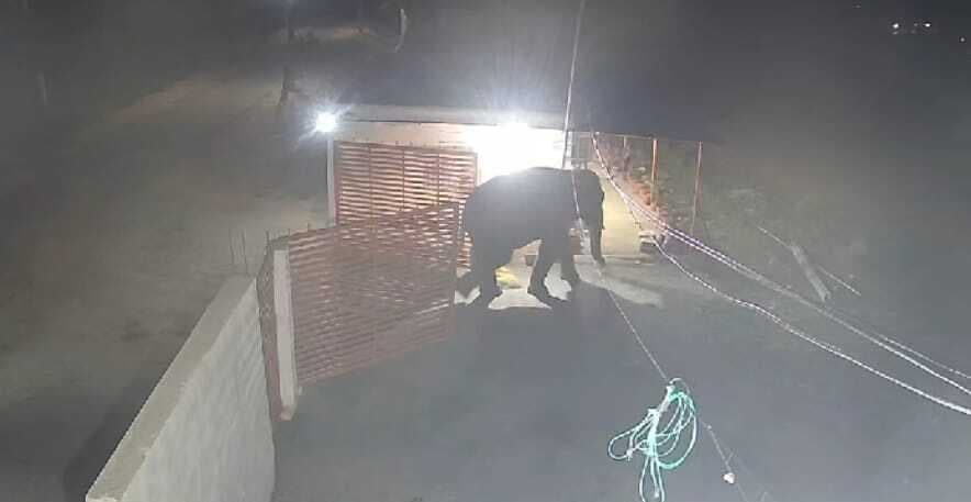 गांव में घुसा झुंड से बिछड़ा हाथी, लोगों में दहशत