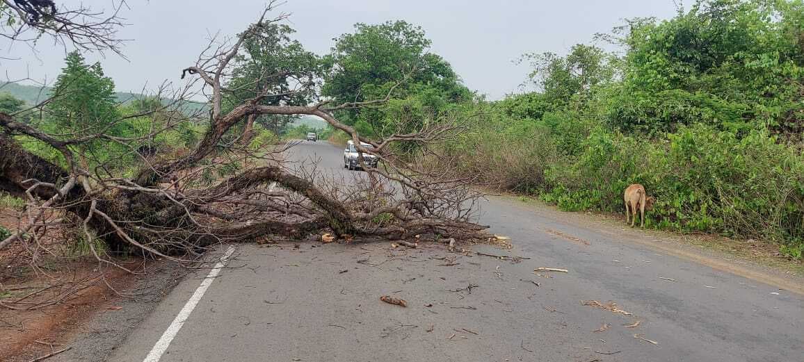 पथराकाटा के पास सूखे पेड़ की डाल गिरने से बाल-बाल बची कार