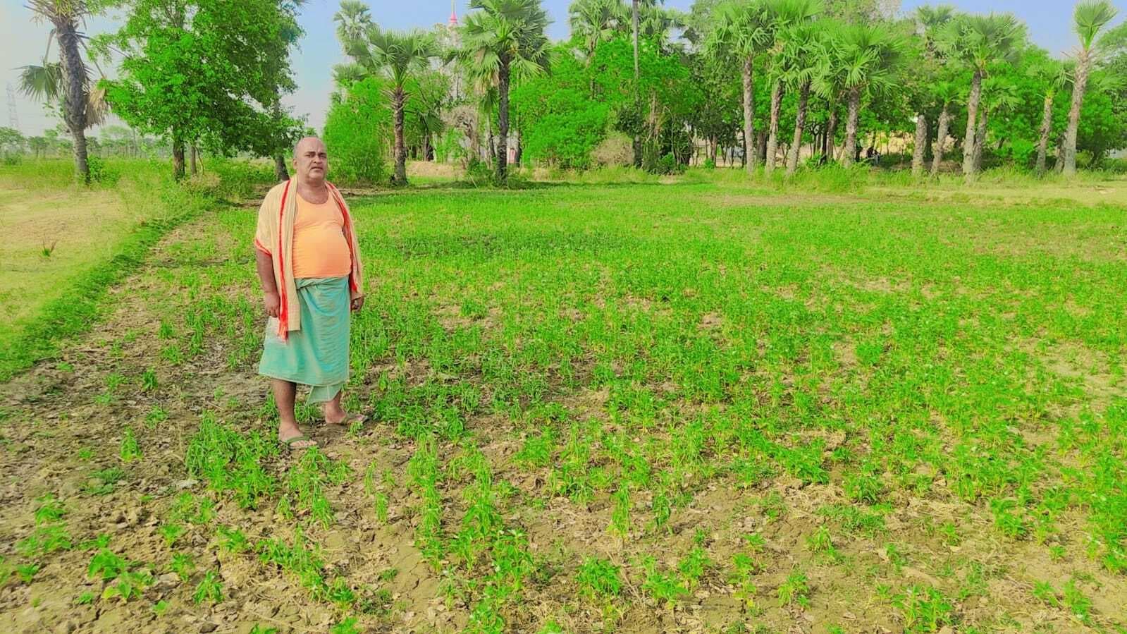 टिकारी में लहलहा रही तिल और मूंग की खेती