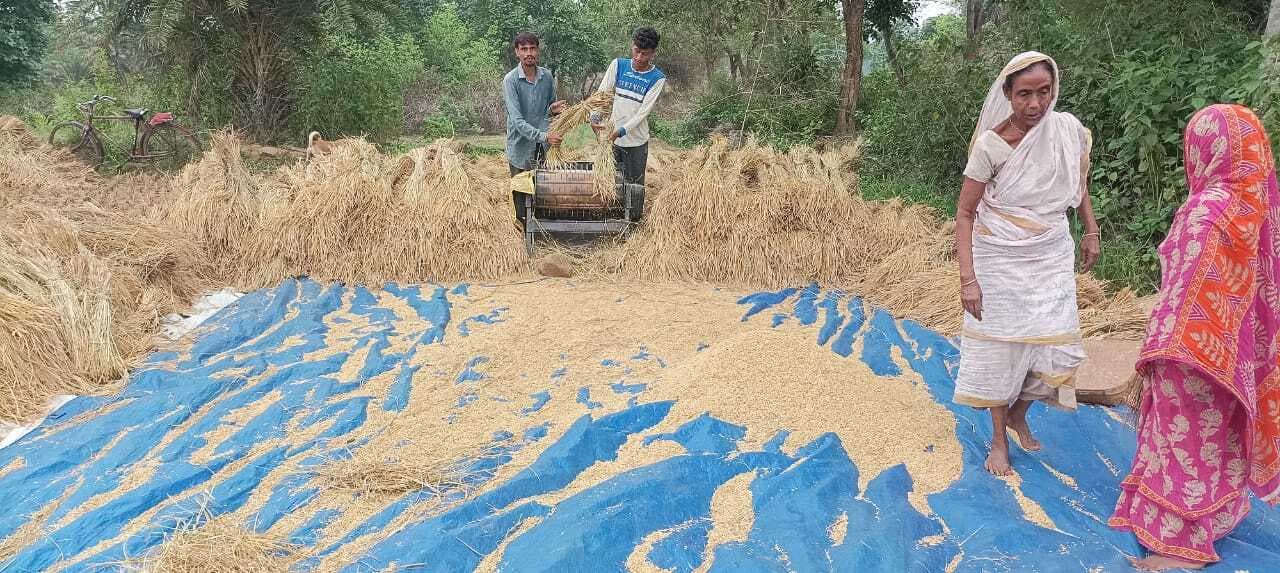 एमएसपी में किसानों से गरमा धान खरीद का कोई इंतजाम नहीं, बेहद कम कीमत पर किसानों को बेचना पड़ रहा है धान
