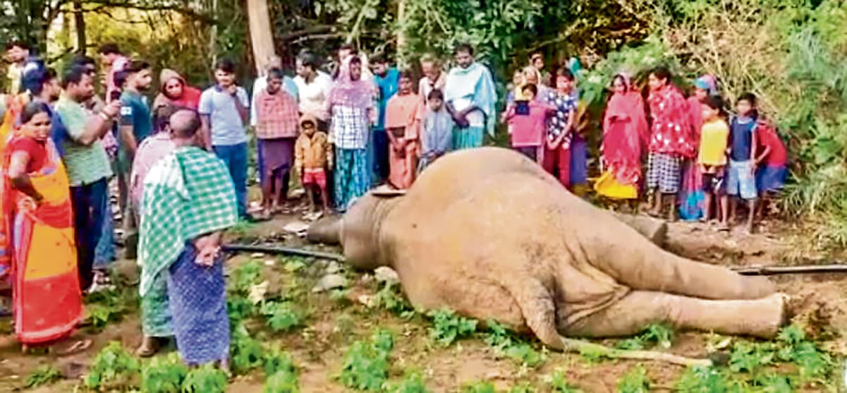 अनुगुल में करंट लगने से एक और हाथी की मौत