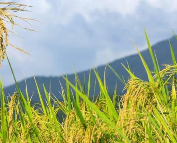 राज्य में खरीफ खेती की तैयारी शुरू, एक-दो दिनों में संताल पहुंचेगा बीज