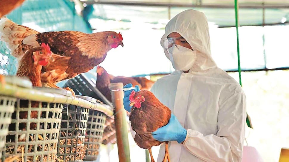 आरके मिशन की पोल्ट्री और अंडों को किया गया नष्ट