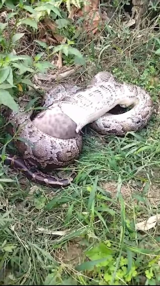 अजगर सांप ने बिल्ली को अपनी चपेट में लेकर निगल डाला