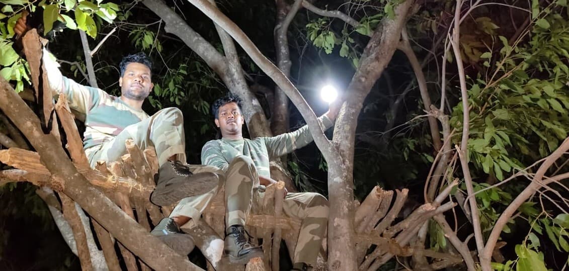 राउरकेला वन मंडल : छह रेंज में हाथी की गणना शुरू, 250 कर्मी नियोजित